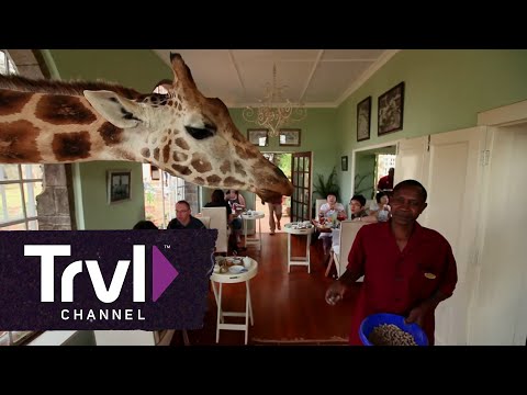Travel Around the World: Giraffe Manor