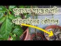 পুরাতন নাগা মরিচের গাছের টব চেঞ্জ করব�