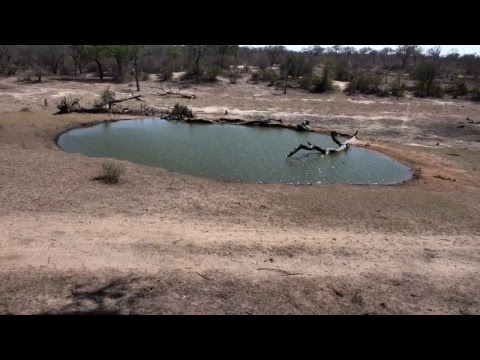 Djuma Private Game Reserve Live Stream