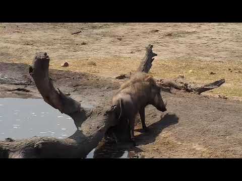 Djuma: Warthog group, Nyalas and Kudus  - 12:50 - 09/16/19