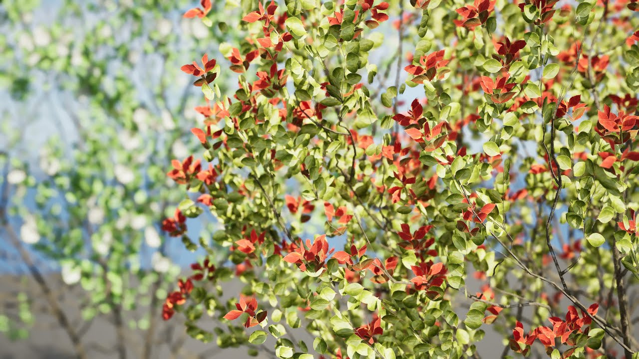 Aronia Melanocarpa shrubs 3D Model