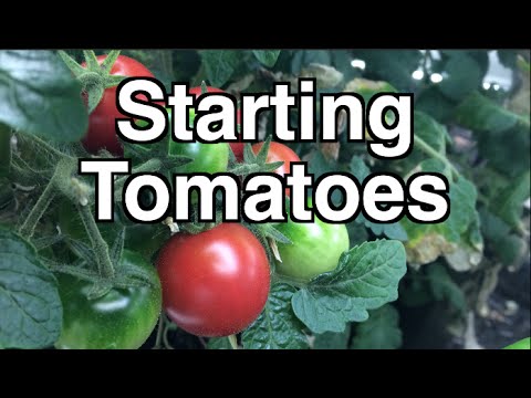 , title : 'Starting Tomato Seedlings - Getting a head start on your Heirloom Open Pollinated Seedlings'