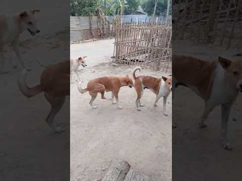Dog || all friend 🐶😚 || #animal lover#viralvideo #funny #short feed