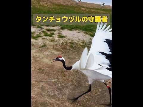 このタンチョウヅルの群れはこの男性を気に入り、彼のためにここに留まっているのだ！ #animals #共鳴 #動物 #特有種 #癒し #自然