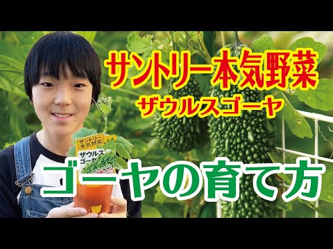 園芸 ゴーヤ、マーゴース、ワンダーアップル