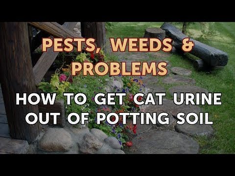How to Get Cat Urine Out of Potting Soil