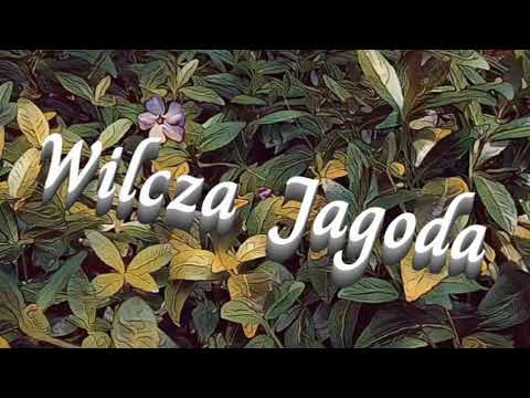 Wilcza Jagoda