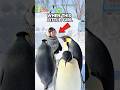Little Girl Secretly Follows Penguin Watch Its Surprising Reaction ️ Shorts Shortvideo