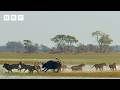 Buffalo Force Lion Cubs Into Crocodile Infested Waters BBC