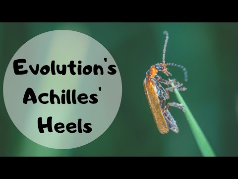 Evolution's Achilles' Heels