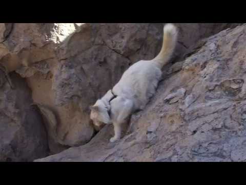 Eduardo the Cat Goes Rock Climbing slideshow