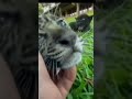 Leopard Baby In Loving Hand