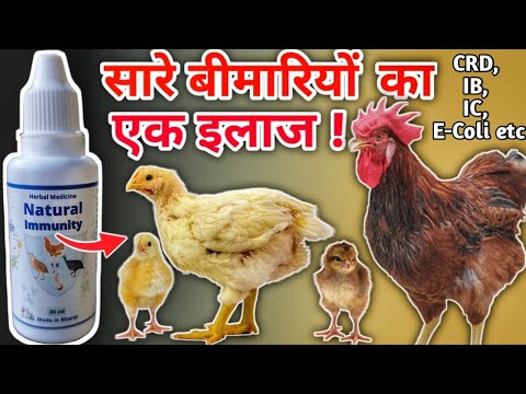 यह Immune Booster आपके सारे मुर्गी को रखेगा हमेशा बिल्कुल स्वस्थ👌Best for CRD & Viral Infection's