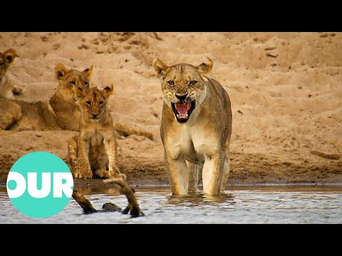 Lion Country: Cubs of Two Prides Fight for Survival | Our World