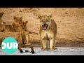 Lion Country Cubs Of Two Prides Fight For Survival Our World