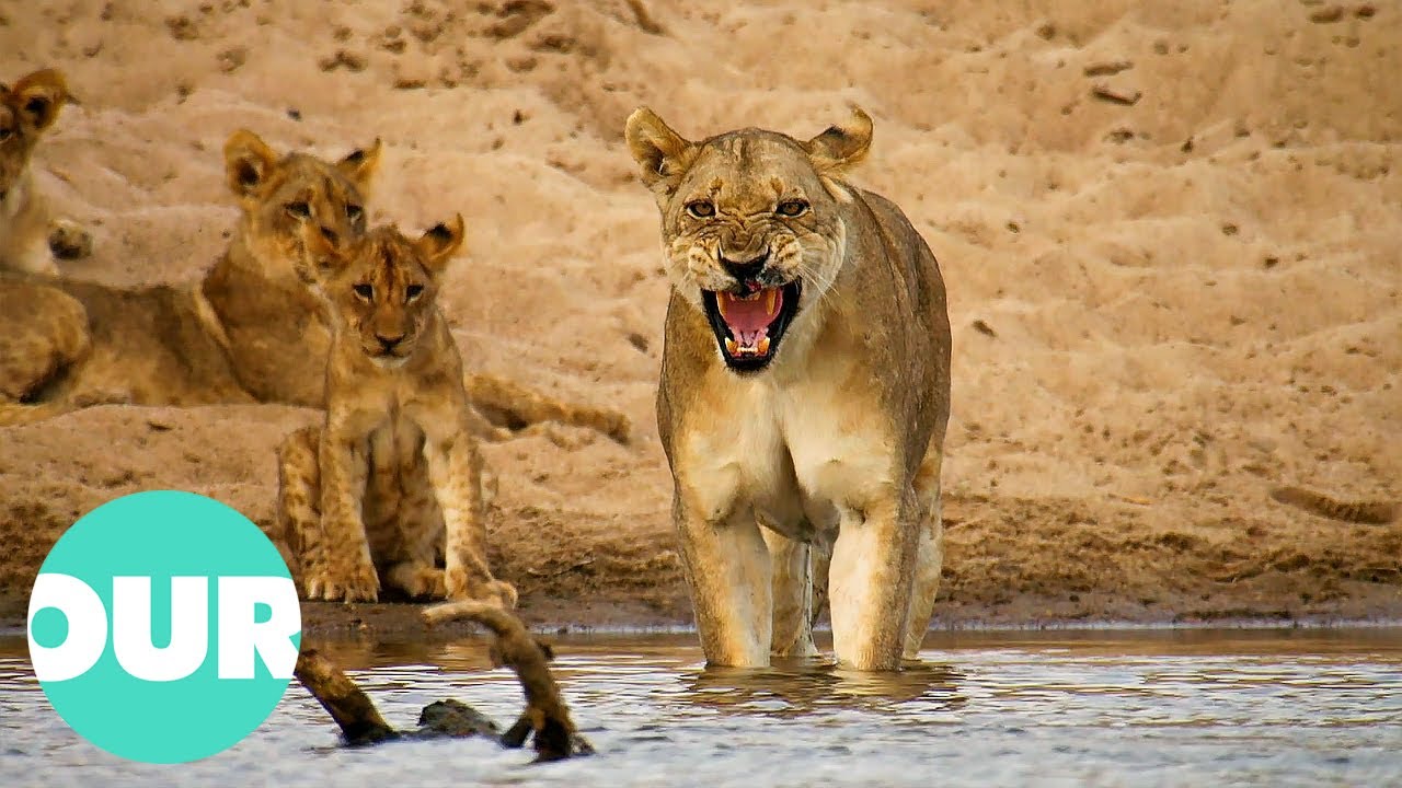 Lion Country: Cubs of Two Prides Fight for Survival