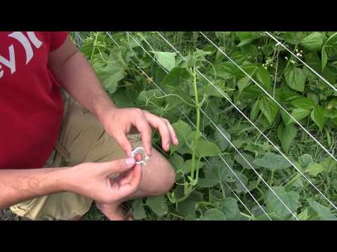 YouTube video about: What are plant clips used for?