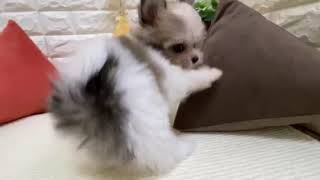 ハーフ犬の動画01