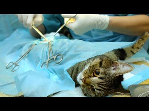 FIXING A PREGNANT CAT