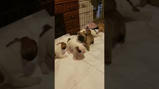 Video preview image #1 French Bulldog Puppy For Sale in CAPE CORAL, FL, USA