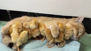 [問卦] 驚!貓貓喜歡舔雞雞!!