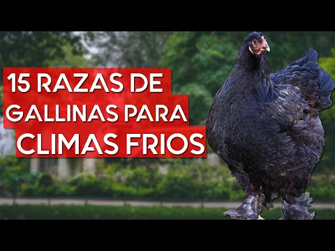 , title : '15 Razas de gallinas para climas fríos 🐔'