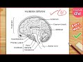 Human Brain Diagram Easy Fast Way To Draw Brain Diagram CBSE