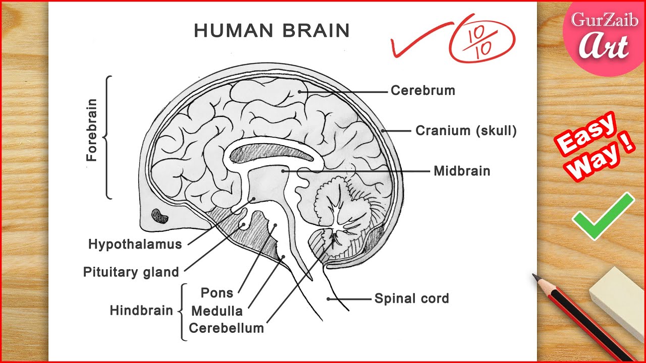 Human Brain Diagram easy / Fast way to draw brain diagram / CBSE
