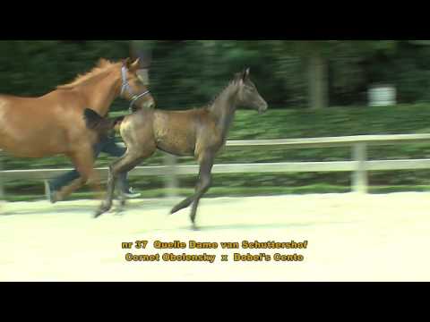 nr 37 Quelle Dame van Schuttershof