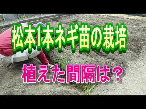 長ネギの苗の植え方のポイント5点と植え付け時期はいつ？ | ゆうがの楽々家庭菜園　