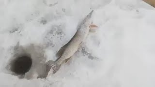 Зимняя рыбалка в конаково 2019