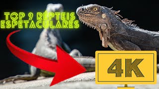 TOP 9 RÉPTEIS ESPETACULARES - 4 K RESOLUÇÃO (Resolution 4 K).