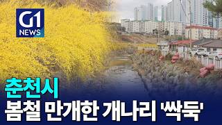 [G1뉴스]춘천시, 봄철 만개한 개나리 '싹둑'