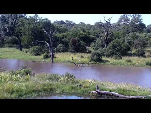 Djuma: Impalas - 15:14 - 03/19/2023