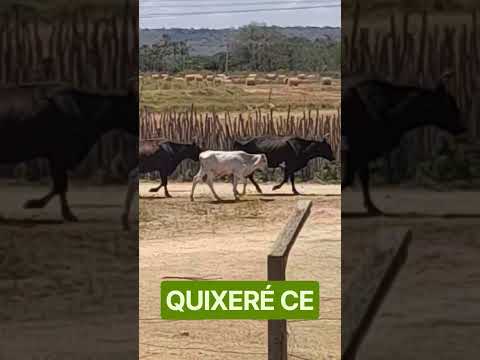QUIXERÉ CE. Em 06.09.2026.