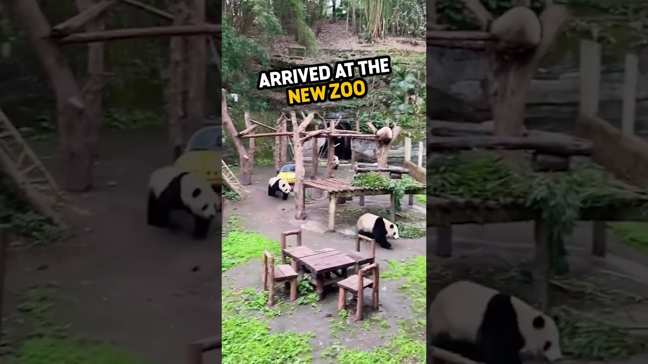 This panda had no friends, but something amazing happened.. 🥹 ❤️ #shorts