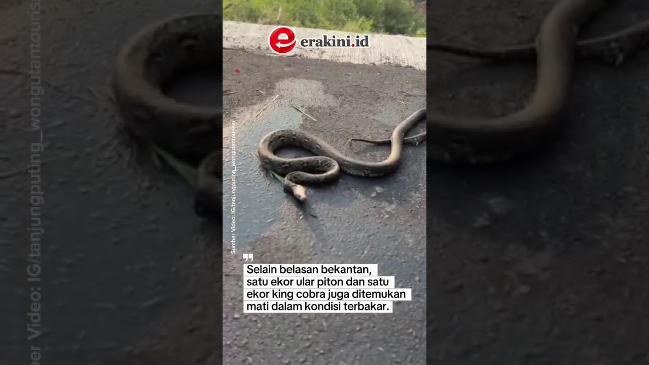 Imbas Karhutla Kalimantan, Habitat Satwa Terancam