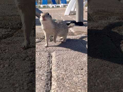 Met this curious fella today #birdybirds #beautiful #pets #animals #cute #dog #love #adorable #like