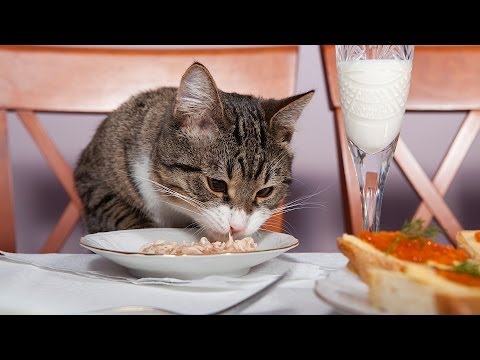How to Feed Your Cat | Cat Care - YouTube
