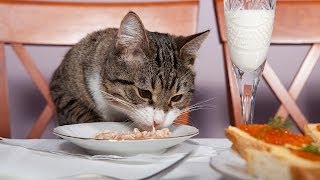 How to Feed Your Cat | Cat Care