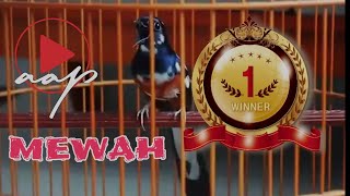 Download lagu KICAU BURUNG MURAI : MURAI BATU BLOROK NEMBAK GACOR ISTIMEWA | BURUNG MAHAL mp3