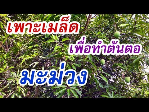 สวนมานา เพาะต้นกล้ามะม่วง และติดตามผลการเพาะมะม่วงหิมพานต์