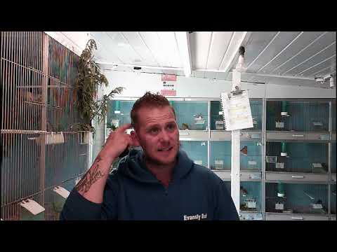 Breeding British Birds Mules and Hybrids Episode 18