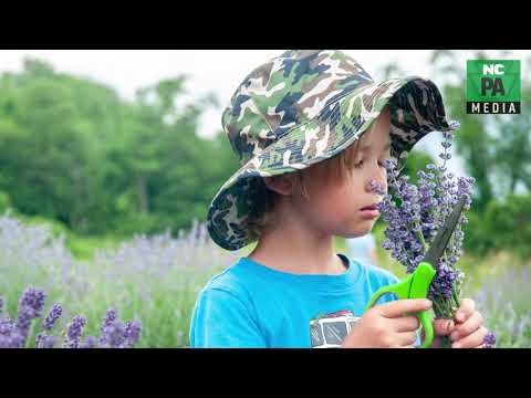 NCPA Media Presents:  Mountain View Lavender Farm