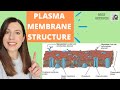 PLASMA MEMBRANE Structure And Function Phospholipid Bilayer For A Level Biology Fluid Mosaic Model