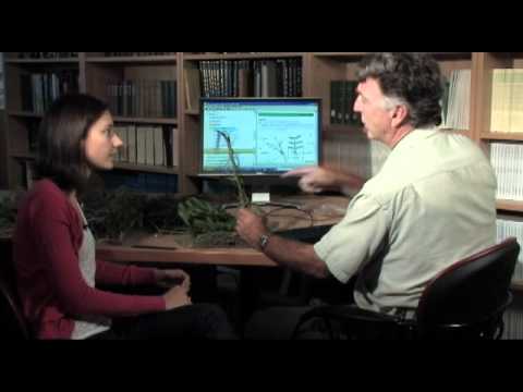 Weed Identification - Part 2