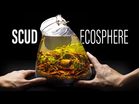 Botanical Scape Scud Ecosphere