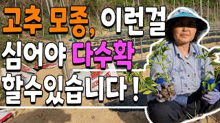 고추 모종이 1년 농사를 결정합니다. 고추농사 다수확 귀농귀촌 텃밭농사