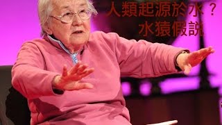 [問卦] 你相信人類是由人猿演化來的嗎？