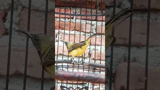 Download lagu CRECETAN SOGON UNTUK RANGSANGAN SOGON BUNYI  #sogon #rangsangansogon #pancingansogonagarbunyi #birds mp3